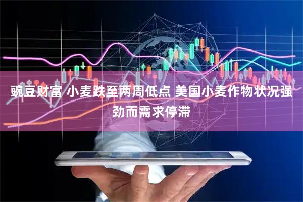 豌豆财富 小麦跌至两周低点 美国小麦作物状况强劲而需求停滞